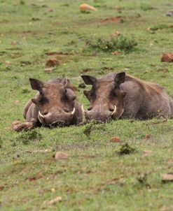 African Warthogs 10