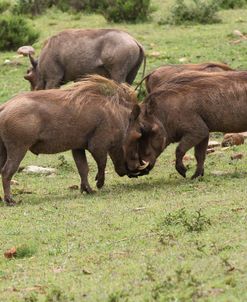 African Warthogs 11