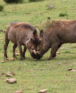 African Warthogs 12