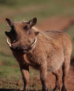 African Warthogs 03