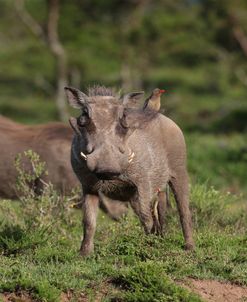 African Warthogs 04
