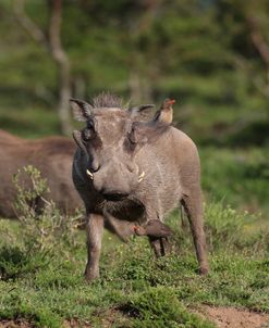 African Warthogs 05