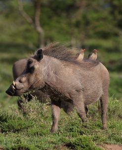 African Warthogs 06