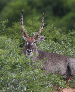 African Waterbuck 01