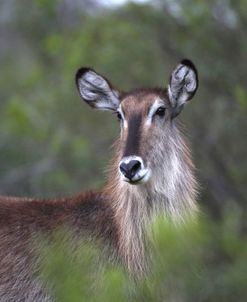 African Waterbuck 02