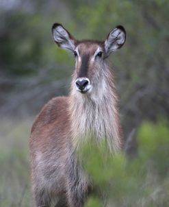 African Waterbuck 03