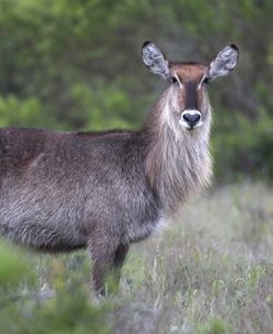 African Waterbuck 04