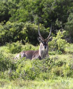 African Waterbuck 05