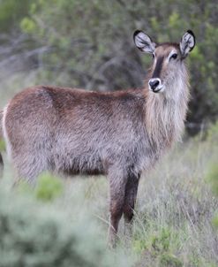 African Waterbuck 06