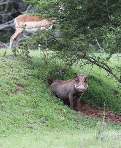 African Warthogs 13