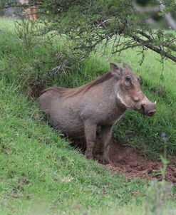 African Warthogs 14