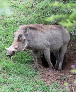 African Warthogs 15