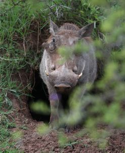 African Warthogs 16