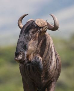 African Wildebeest 01