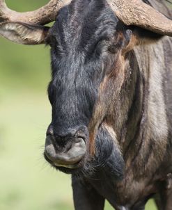 African Wildebeest 02