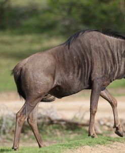 African Wildebeest 03