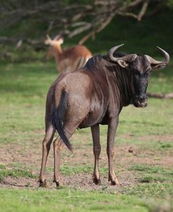 African Wildebeest 04