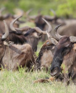 African Wildebeest 05