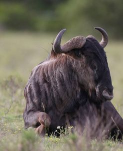 African Wildebeest 06