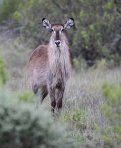 African Waterbuck 07