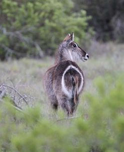 African Waterbuck 08