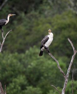 African White-breasted Cormorant 01