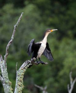 African White-breasted Cormorant 02