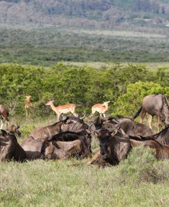 African Wildebeest 11