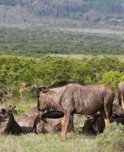 African Wildebeest 12