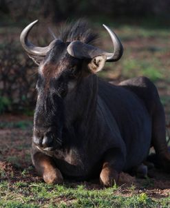 African Wildebeest 13