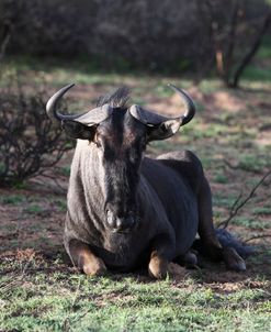 African Wildebeest 14