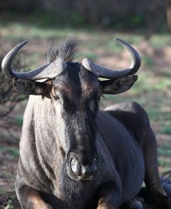 African Wildebeest 15