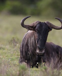African Wildebeest 07