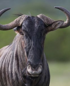African Wildebeest 08