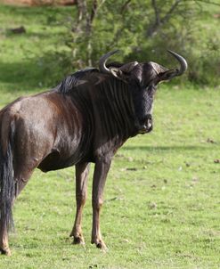 African Wildebeest 09