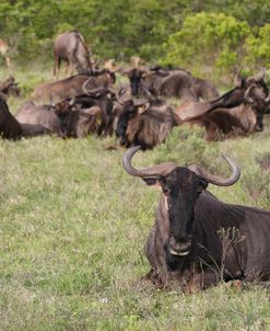 African Wildebeest 10