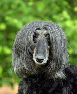 Afghan Hound 01