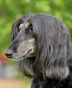 Afghan Hound 02