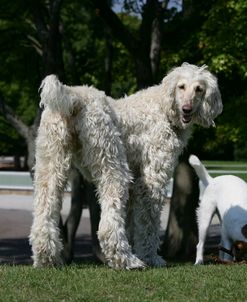 Afghan Hound 07