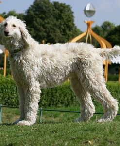 Afghan Hound 08