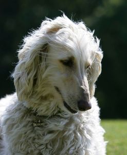 Afghan Hound 09
