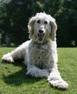 Afghan Hound 10