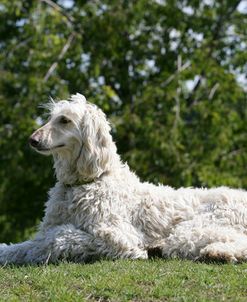 Afghan Hound 11