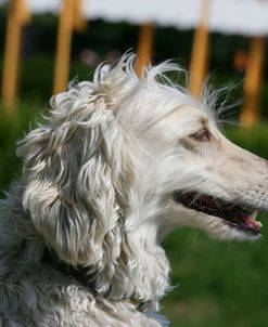 Afghan Hound 12