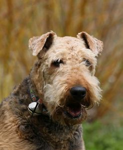 Airedale Terrier 05