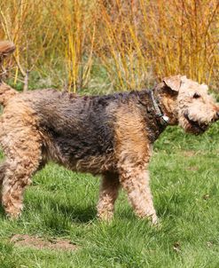 Airedale Terrier 06