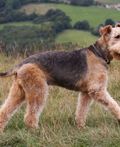 Airedale Terrier 07