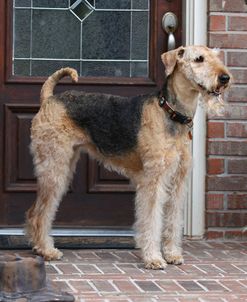 Airedale Terrier 08