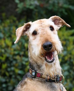 Airedale Terrier 09