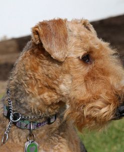 Airedale Terrier 10